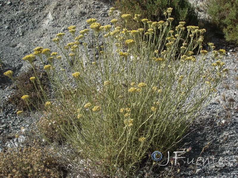 Helichrysum stoechas maritima.10