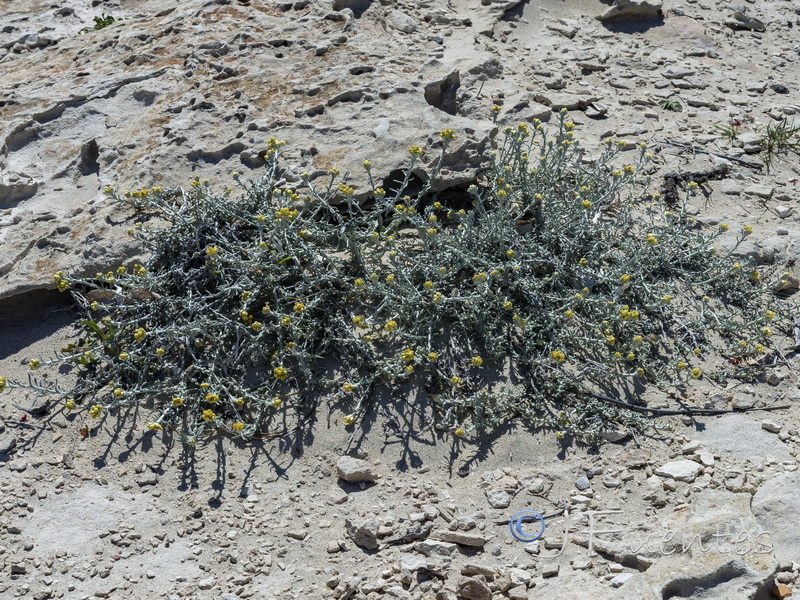 Helichrysum stoechas maritima.11