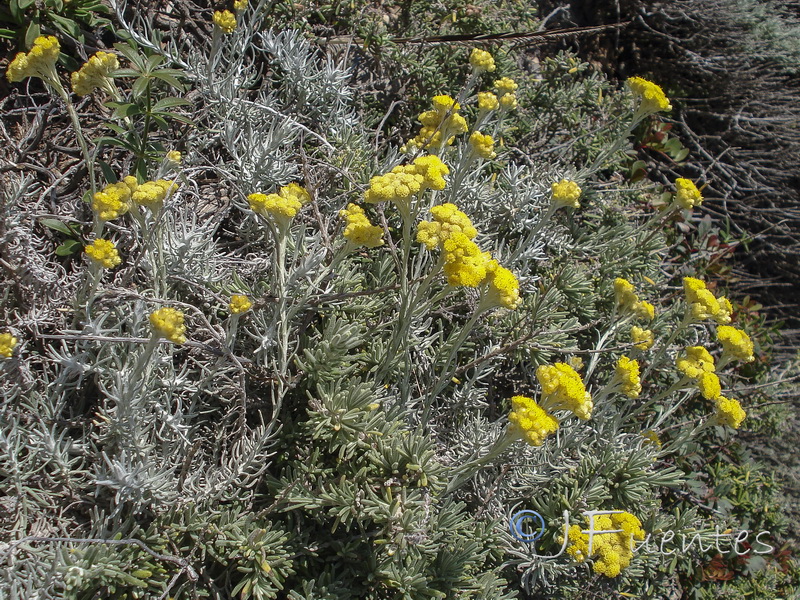 Helichrysum stoechas maritima.12