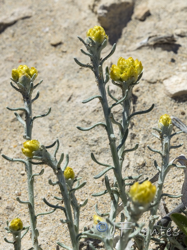 Helichrysum stoechas maritima.13