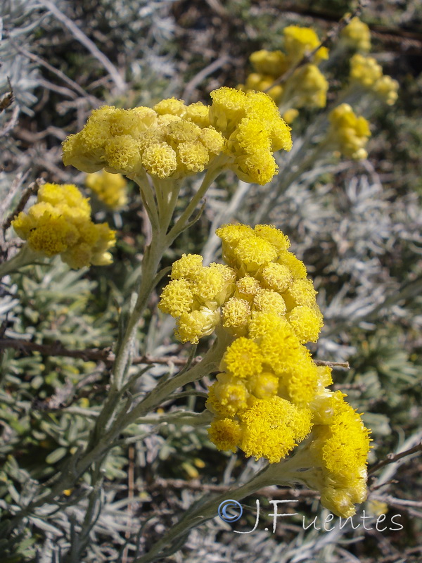 Helichrysum stoechas maritima.14