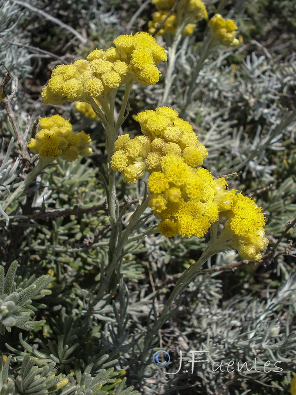 Helichrysum stoechas maritima.15