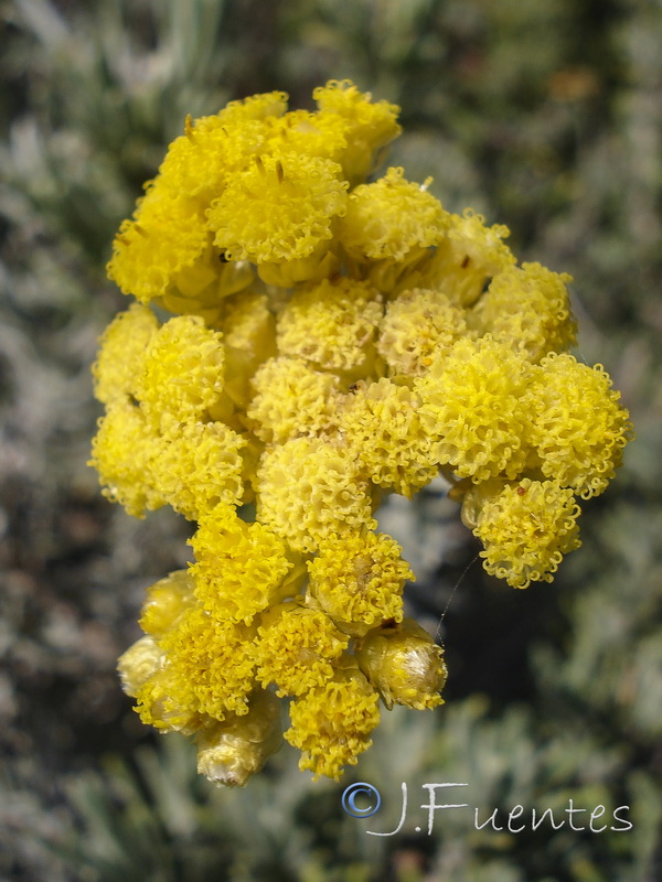 Helichrysum stoechas maritima.16