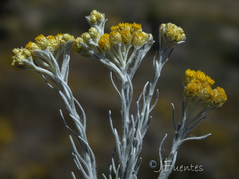 Helichrysum stoechas maritima.13