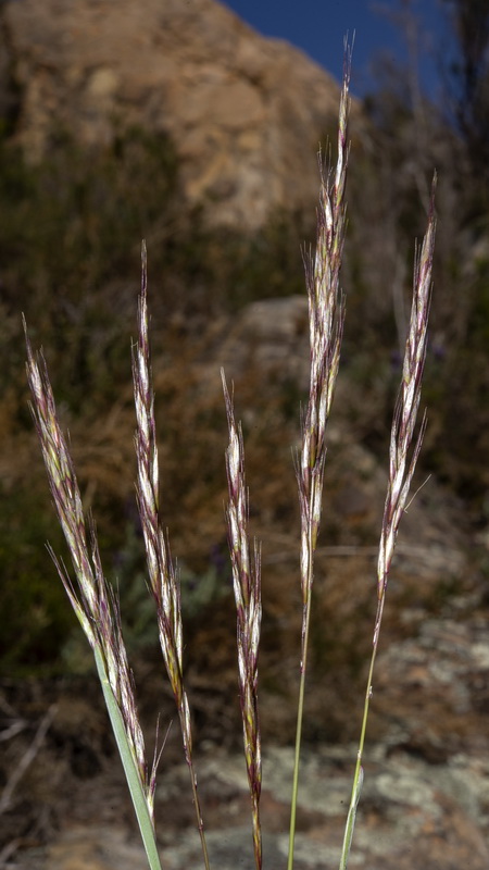 Helictochloa albinervis gaditana .01