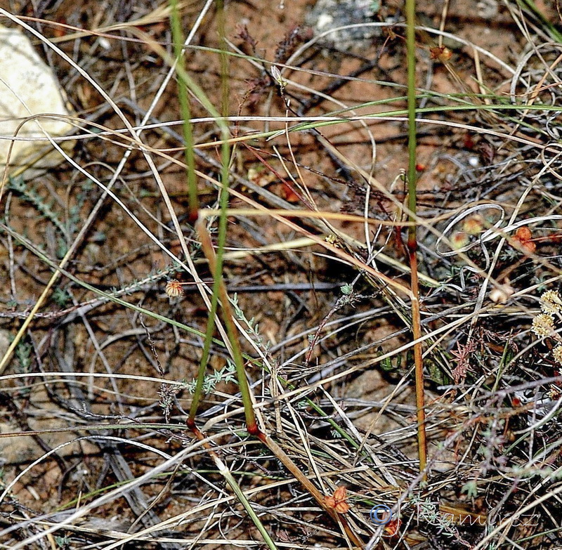 Helictochloa bromoides bromoides.01