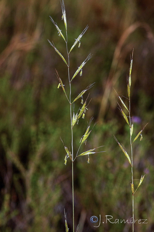 Helictochloa bromoides bromoides.02