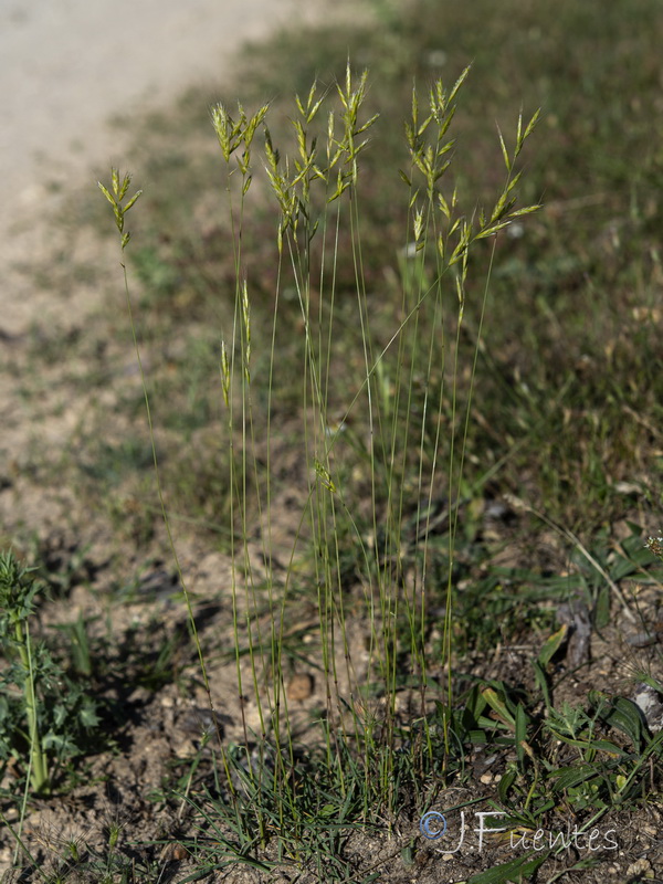 Helictochloa bromoides bromoides.01