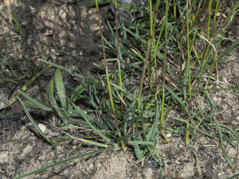 Helictochloa bromoides bromoides.04