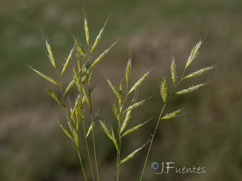 Helictochloa bromoides bromoides.05