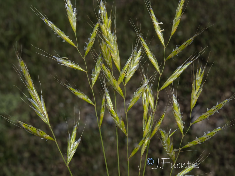 Helictochloa bromoides bromoides.06