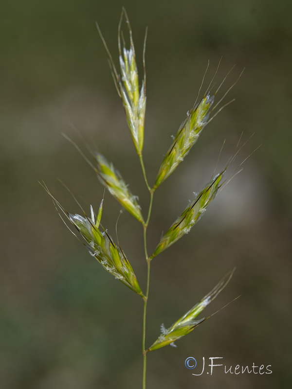 Helictochloa bromoides bromoides.07