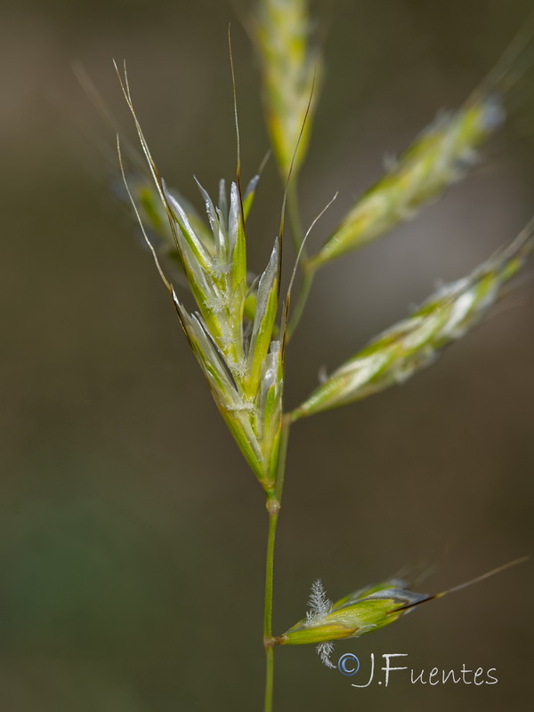 Helictochloa bromoides bromoides.08