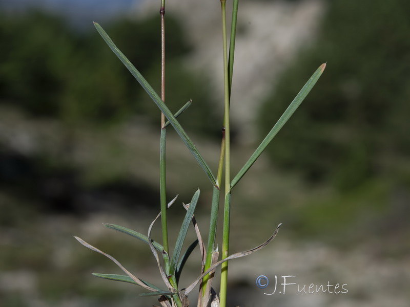 Helictochloa bromoides pauneroae.01