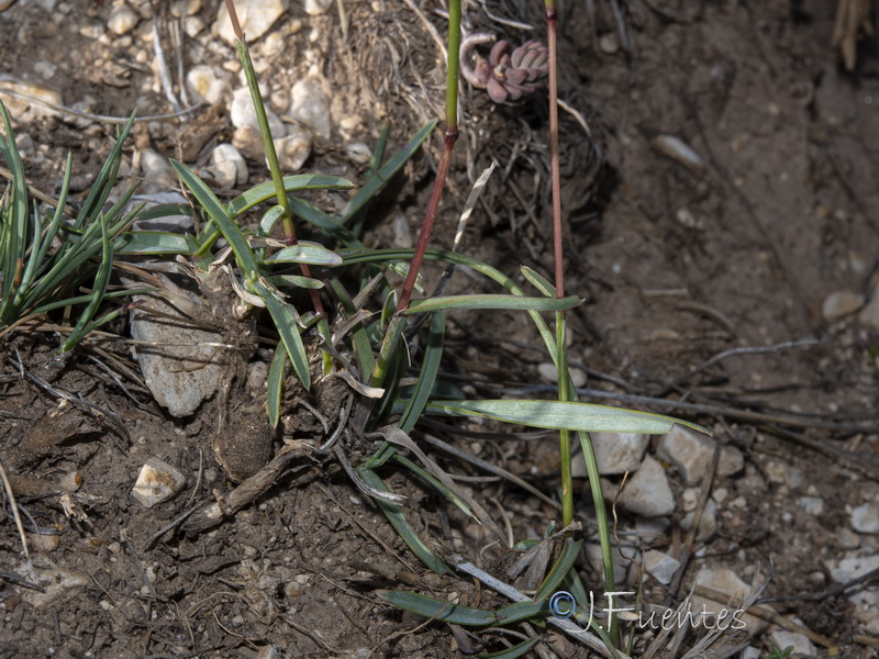 Helictochloa bromoides pauneroae.02