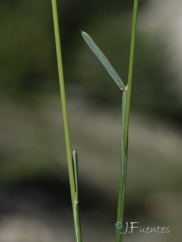 Helictochloa bromoides pauneroae.03