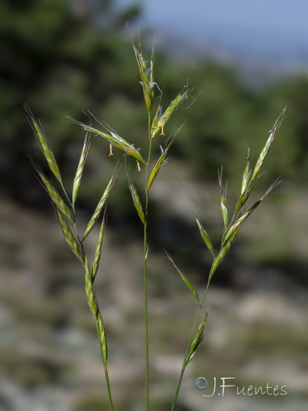 Helictochloa bromoides pauneroae.05