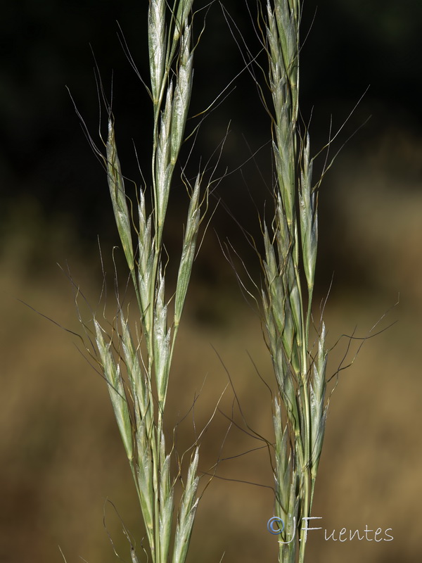 Helictochloa bromoides pauneroae.06
