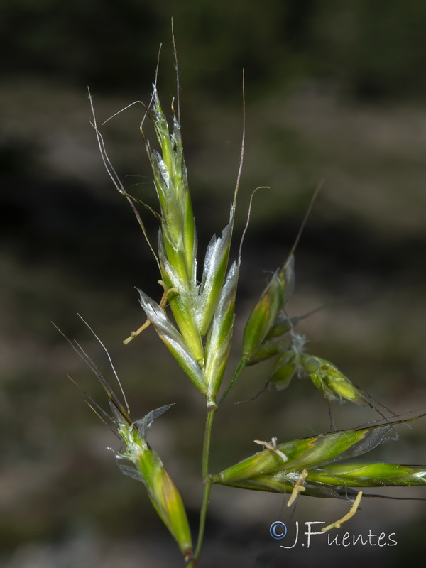 Helictochloa bromoides pauneroae.07