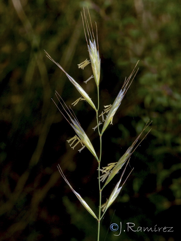 Helictochloa gervaisii arundana.01