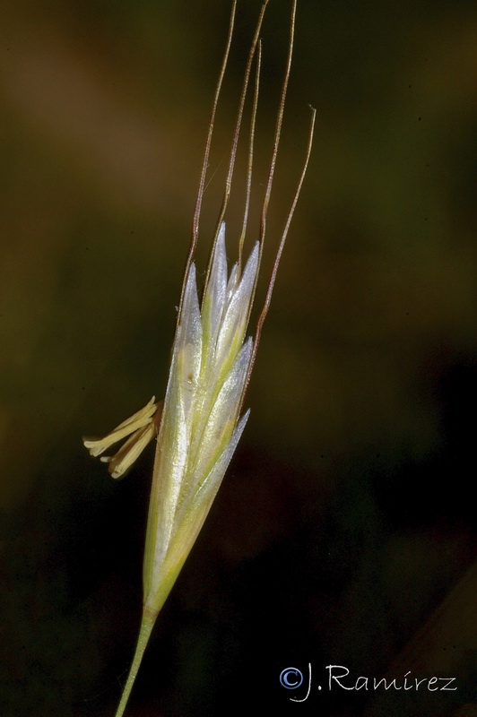 Helictochloa gervaisii arundana.02