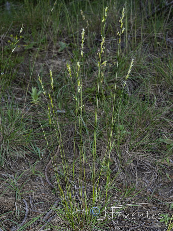 Helictochloa pratensis iberica.01