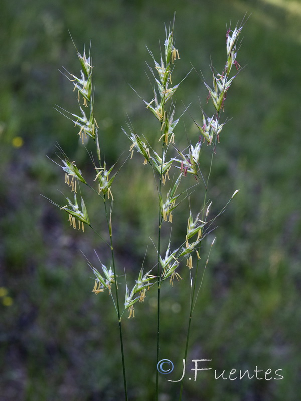 Helictochloa pratensis iberica.02