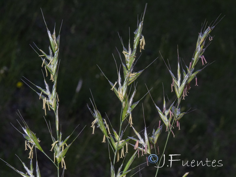 Helictochloa pratensis iberica.03
