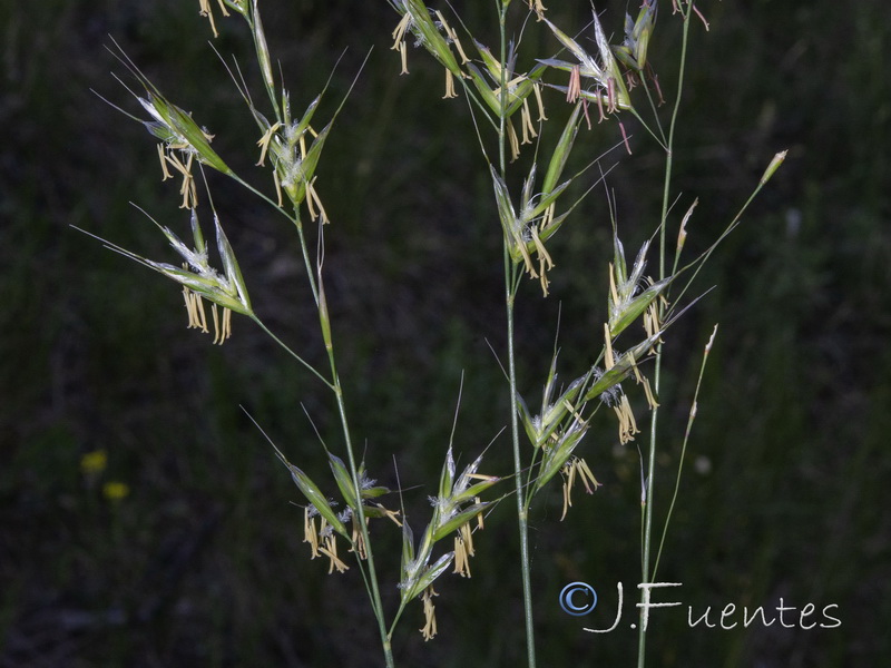 Helictochloa pratensis iberica.04
