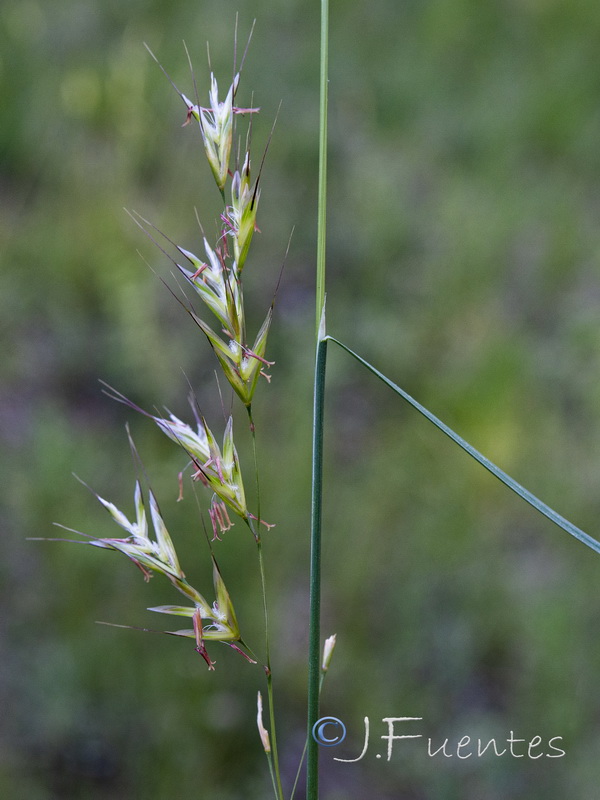 Helictochloa pratensis iberica.05