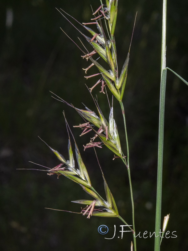Helictochloa pratensis iberica.06