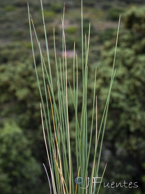 Helictotrichon filifolium filifolium.02