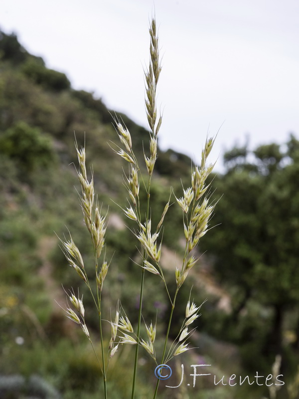 Helictotrichon filifolium filifolium.06