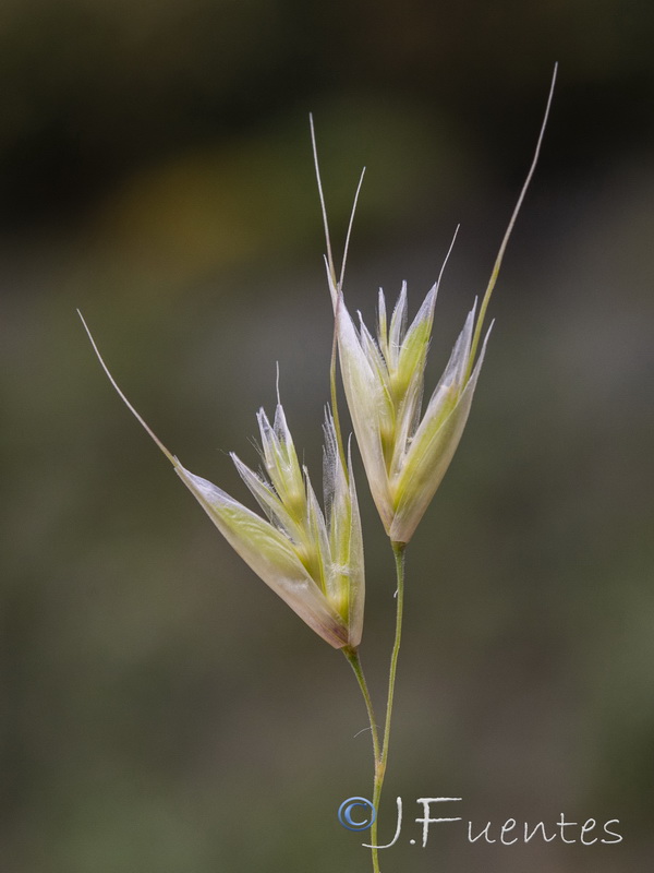 Helictotrichon filifolium filifolium.09