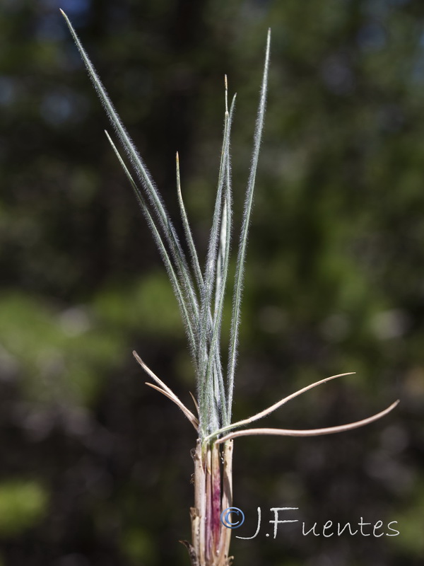 Helictotrichon sarracenorum.02