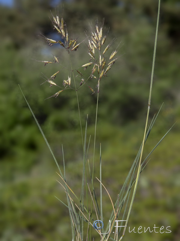 Helictotrichon sarracenorum.05