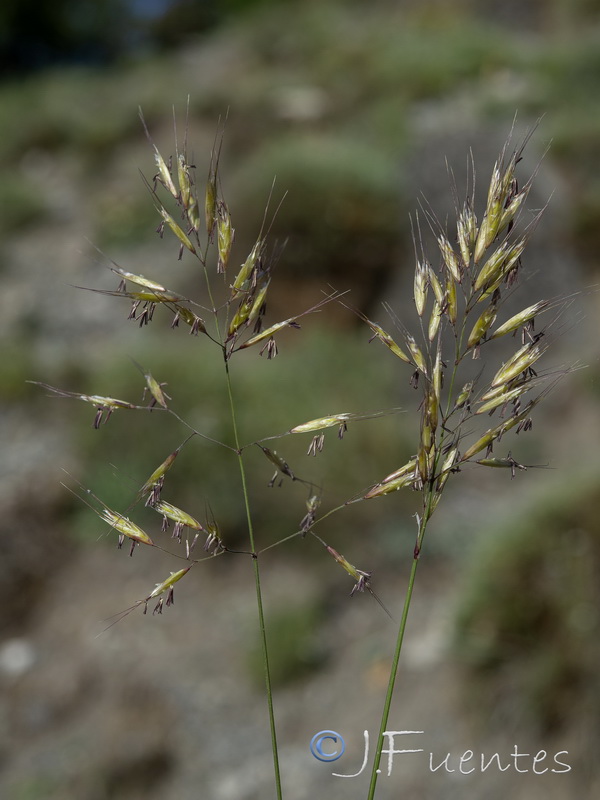 Helictotrichon sarracenorum.07