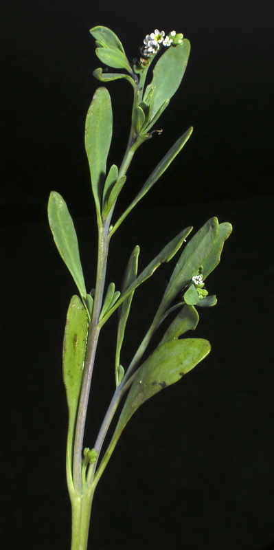 Heliotropium cruassavicum.04