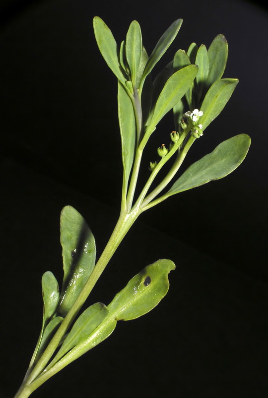 Heliotropium cruassavicum.05
