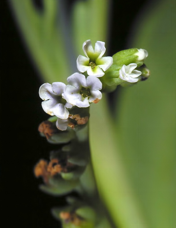 Heliotropium cruassavicum.08