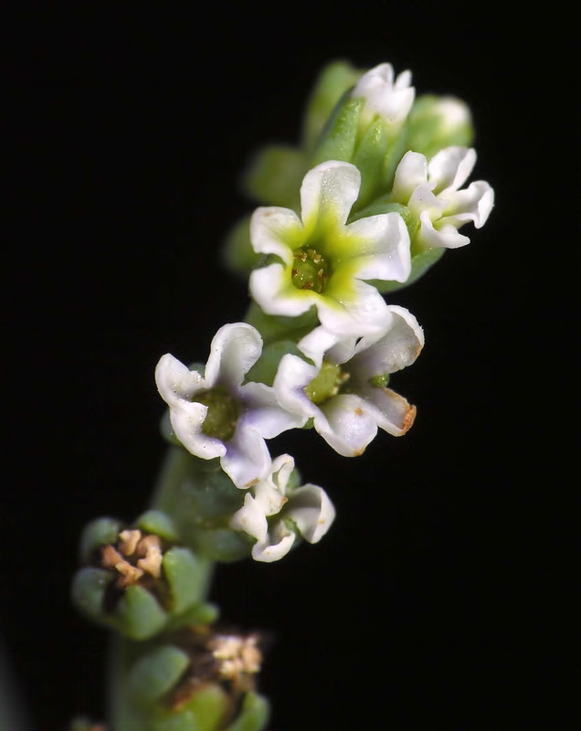 Heliotropium cruassavicum.09