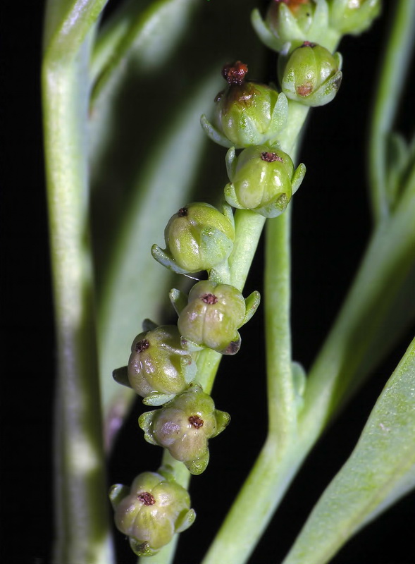 Heliotropium cruassavicum.12