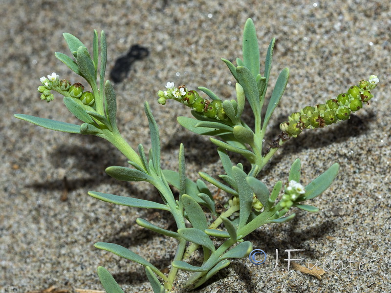 Heliotropium cruassavicum.17
