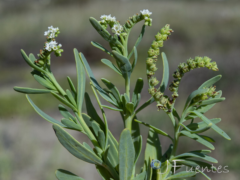 Heliotropium cruassavicum.19