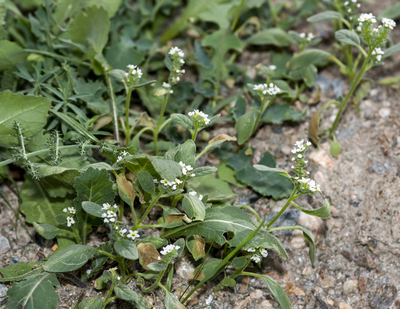 Heliotropium europaeum.01
