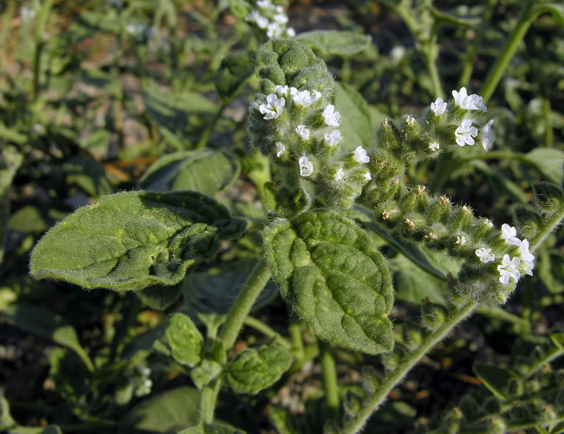 Heliotropium europaeum.03