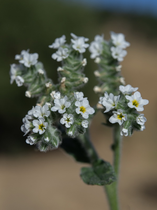Heliotropium europaeum.25