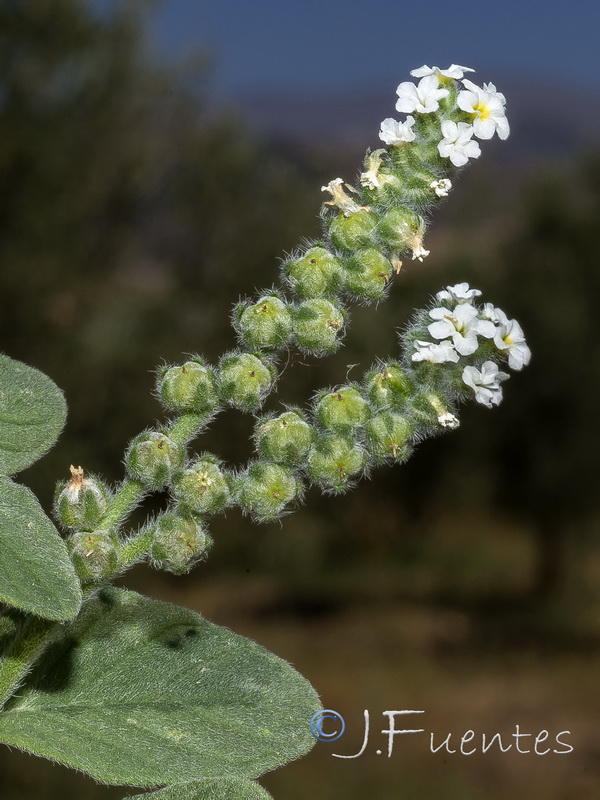 Heliotropium europaeum.26