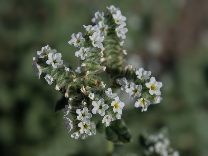 Heliotropium europaeum.26