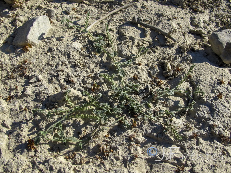 Heliotropium supinum.01